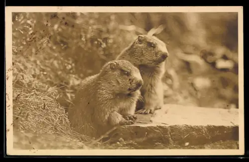 AK Zwei Murmeltiere neben einer Steinplatte