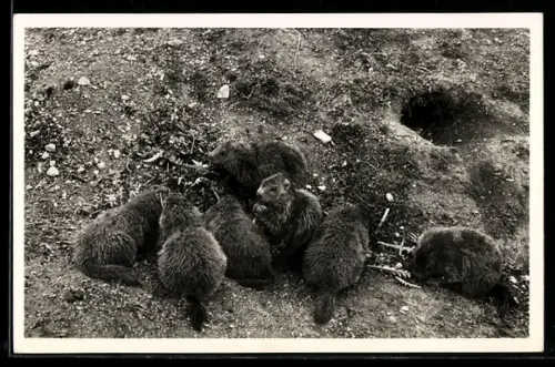 AK Eigergletscher, Murmeltierkolonie, Gruppe vor einem Bau