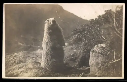 AK Stehendes Murmeltier in Berglandschaft
