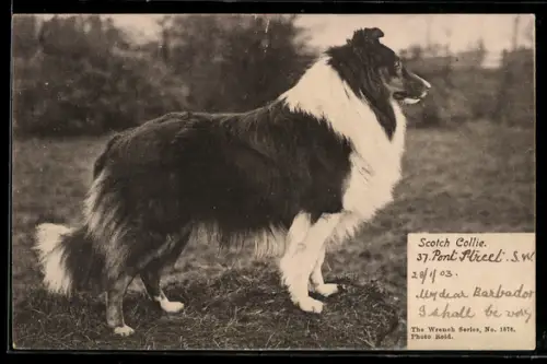 AK Scotch Collie, Portrait