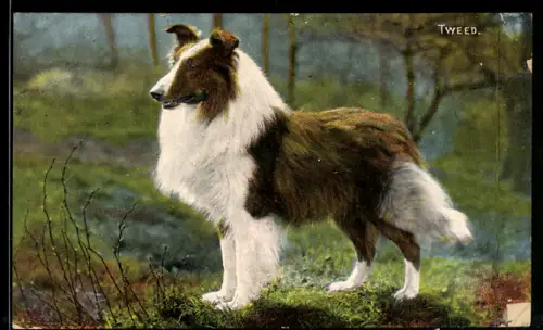 AK Tweed, Collie im Grünen