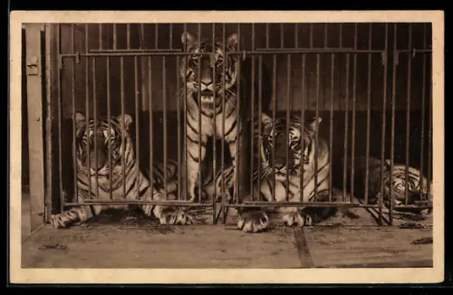 AK Circus Hagenbeck, Bengalische Königstiger im Käfig