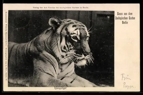 AK Berlin, Zoo, Ein Königstiger