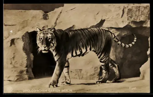 AK Berlin, Tiger im Zoologischen Garten
