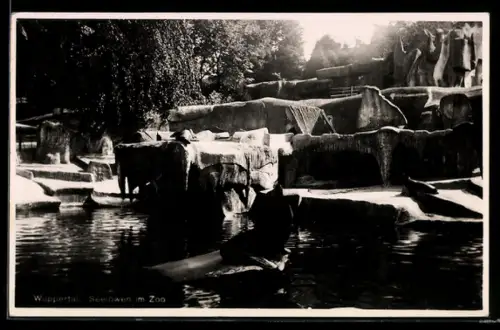 AK Wuppertal, Zoo, Seelöwen im Freigehege