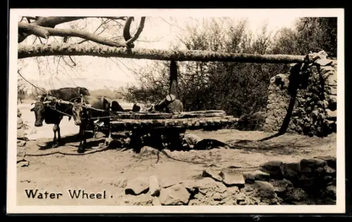 AK Water Wheel, Ochsen-Gespann