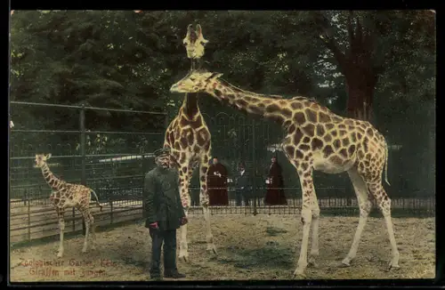 AK Zoologischer Garten Köln, Pfleger mit Giraffen im Gehege