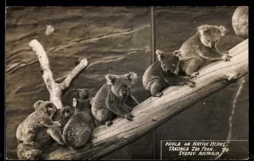 AK Sydney, Taronga Zoo Park, Koala Bears