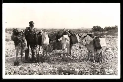 AK Ships of the Desert, Mann mit Packeseln