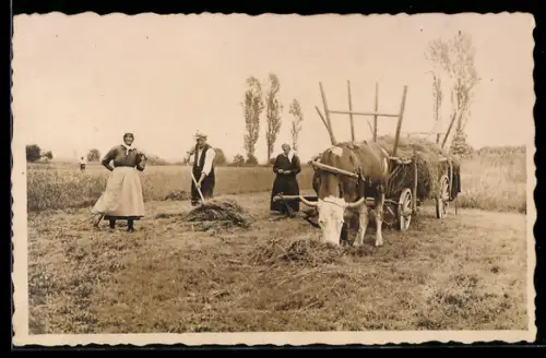 Foto-AK Heuernte mit Ochsen-Gespann, Landarbeiter