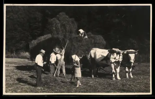 Foto-AK Heuernte mit Ochsen-Gespann in der Sonne