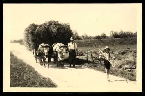 Foto-AK Heimweg von der Ernte mit Ochsen-Gespann