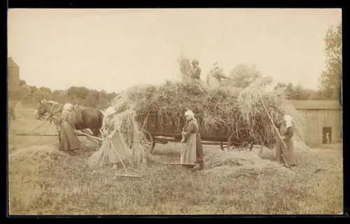 AK Landarbeiterinnen bei der Ernte mit Ochsen-Gespann