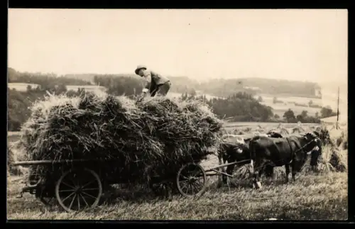 Foto-AK Beladen eines Ochsen-Gespanns bei der Ernte