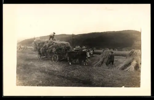 Foto-AK Bauer und Knabe bei der Ernte mit Ochsen-Gespann