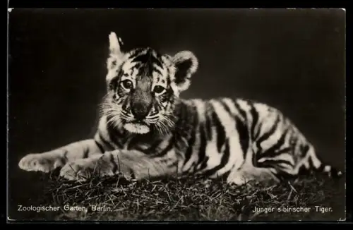 AK Berlin, Zoo, Junger sibirischer Tiger