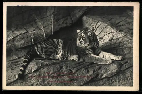 AK Hamburg-Stellingen, Carl Hagenbeck`s Tierpark, Tiger in der offenen Raubtierschlucht