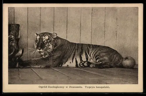 AK Ogród Zoologiczny w Poznaniu, Tygrys bengalski