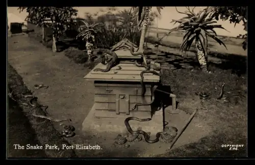 AK Port Elizabeth, The Snake Park