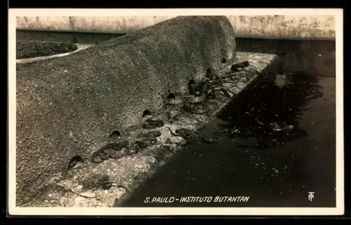 AK St. Paulo, Instituto Butantan, Schlange