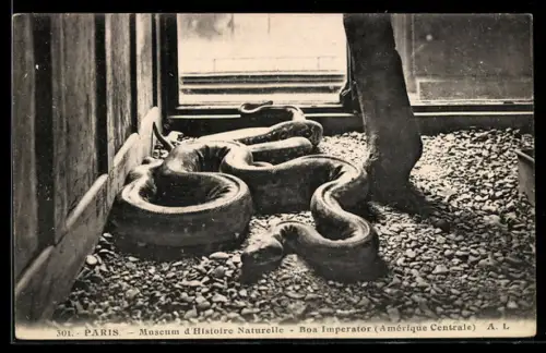 AK Paris, Musum d`Histoire Naturelle, Boa Imperator