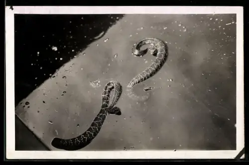 AK Sao Paulo, Instituto Butantan, Zwei Schlangen im Wasser