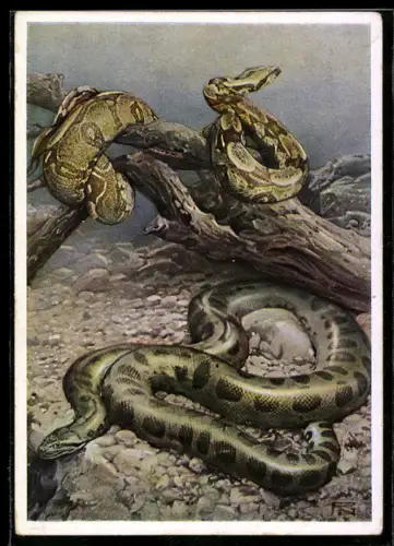 Künstler-AK Berliner Aquarium, Boa Constrictor und Anaconda