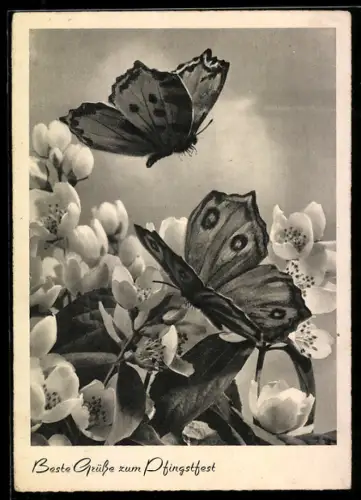 AK Zwei Schmetterlinge auf Obstblüten, Pfingstgruss