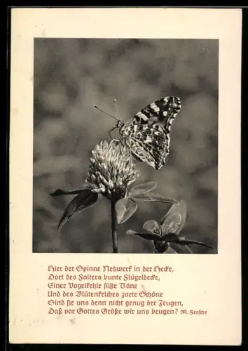 AK Schmetterling auf einer Blüte, Gedicht