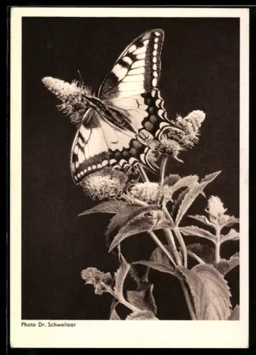 AK Schmetterling auf einem Stiel mit Blüten