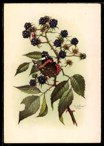 AK Schmetterling auf einem Brombeerzweig