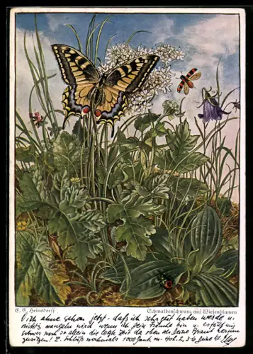 AK Schmetterling und Käfer auf einer sommerlichen Wiese