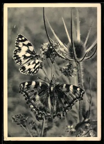 AK Zwei Schmetterlinge an einer Distel