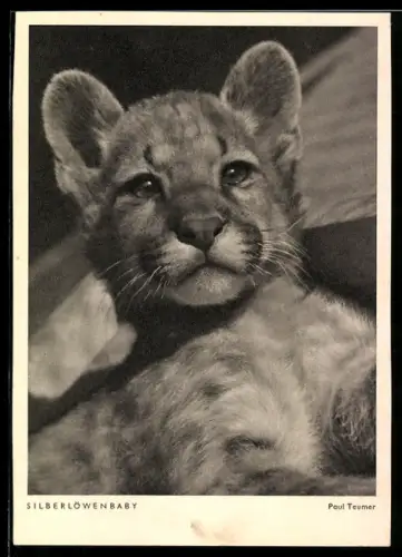 AK Silberlöwenbaby, Portrait