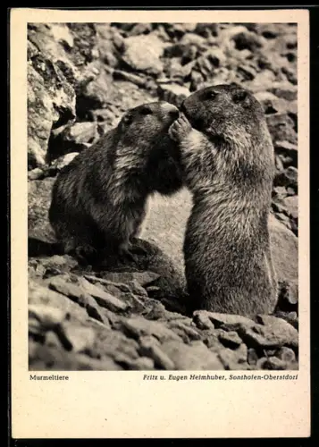 AK Zwei Murmeltiere zwischen Felsgeröll