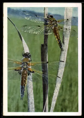 AK Zwei Libellen an Halmen, Makro-Aufnahme