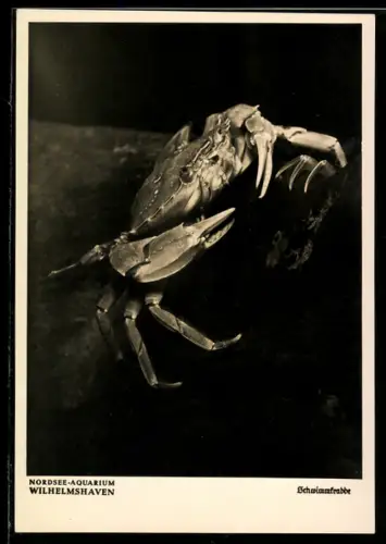 AK Wilhelmshaven, Nordsee-Aquarium, Schwimmkrabbe