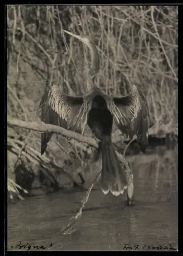 Foto-AK Kormoran auf einem Ast im Wasser