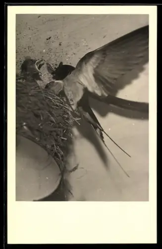 Foto-AK Schwalbennest, Fütterung eines Kükens
