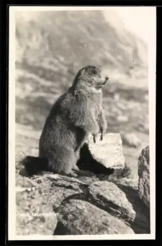AK Murmeltier neben Felsbrocken im Hochgebirge