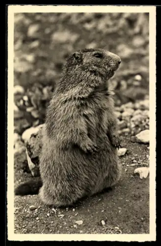 AK Wachsames Murmeltier sichert die Umgebung