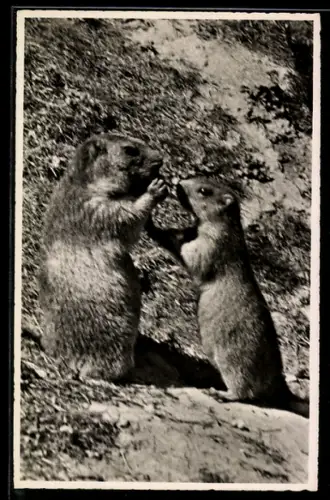 AK Zwei Murmeltiere in den Bündner Alpen