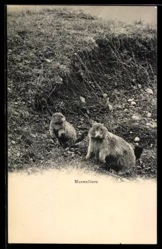 AK Murmeltiere an einer Böschung