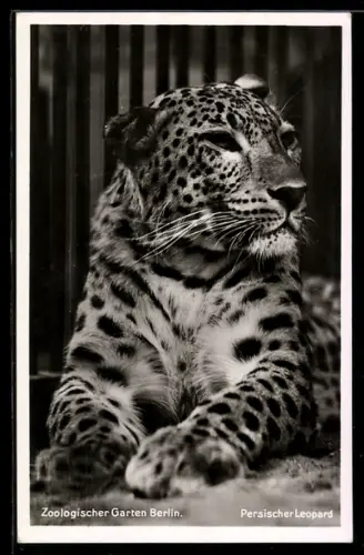 AK Berlin, Zoologischer Garten, Persischer Leopard