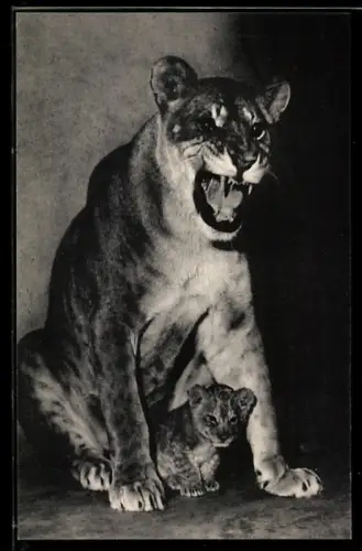 AK Paris, Parc Zoologique du Bois de Vincennes, une Lionne et son petit, Löwin mit Jungem