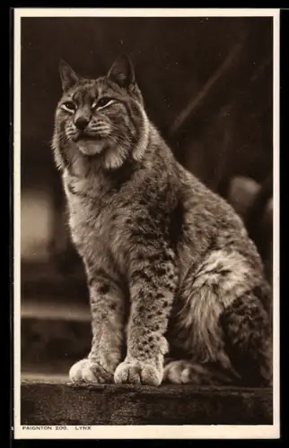 AK Paignton Zoo, Lynx