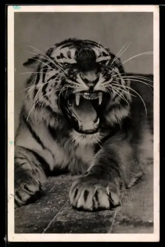 AK Budapest, Zoo, Fauchender Tiger