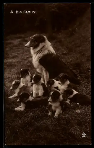 AK A Big Family, Collie mit grossem Wurf