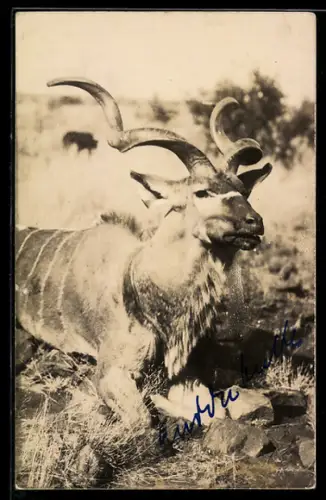 Foto-AK Antilope in freier Wildbahn