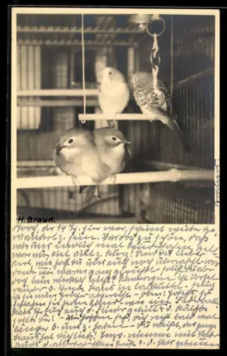 Foto-AK Wellensittichpaar u. weiteres Vogelpaar in einer Voliere